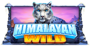 Himalayan Wild pragmaticplay ufabet36 vip