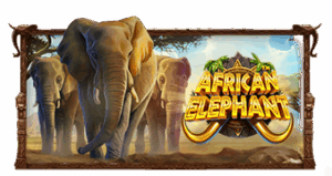 African Elephant pragmaticplay ufabet366 vip