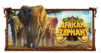 African Elephant pragmaticplay ufabet366 vip